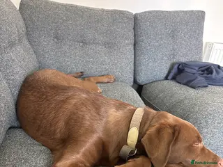 Labrador Retriever dogs 5 month chocolate Labrador - Advert 3