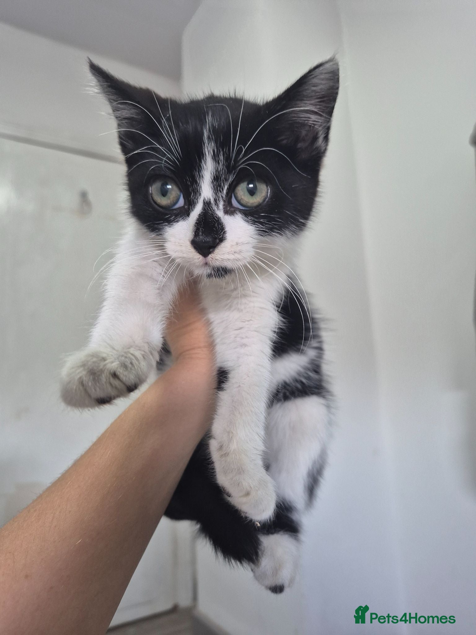 Mixed Breed cats 9 week old female kitten - Advert 6