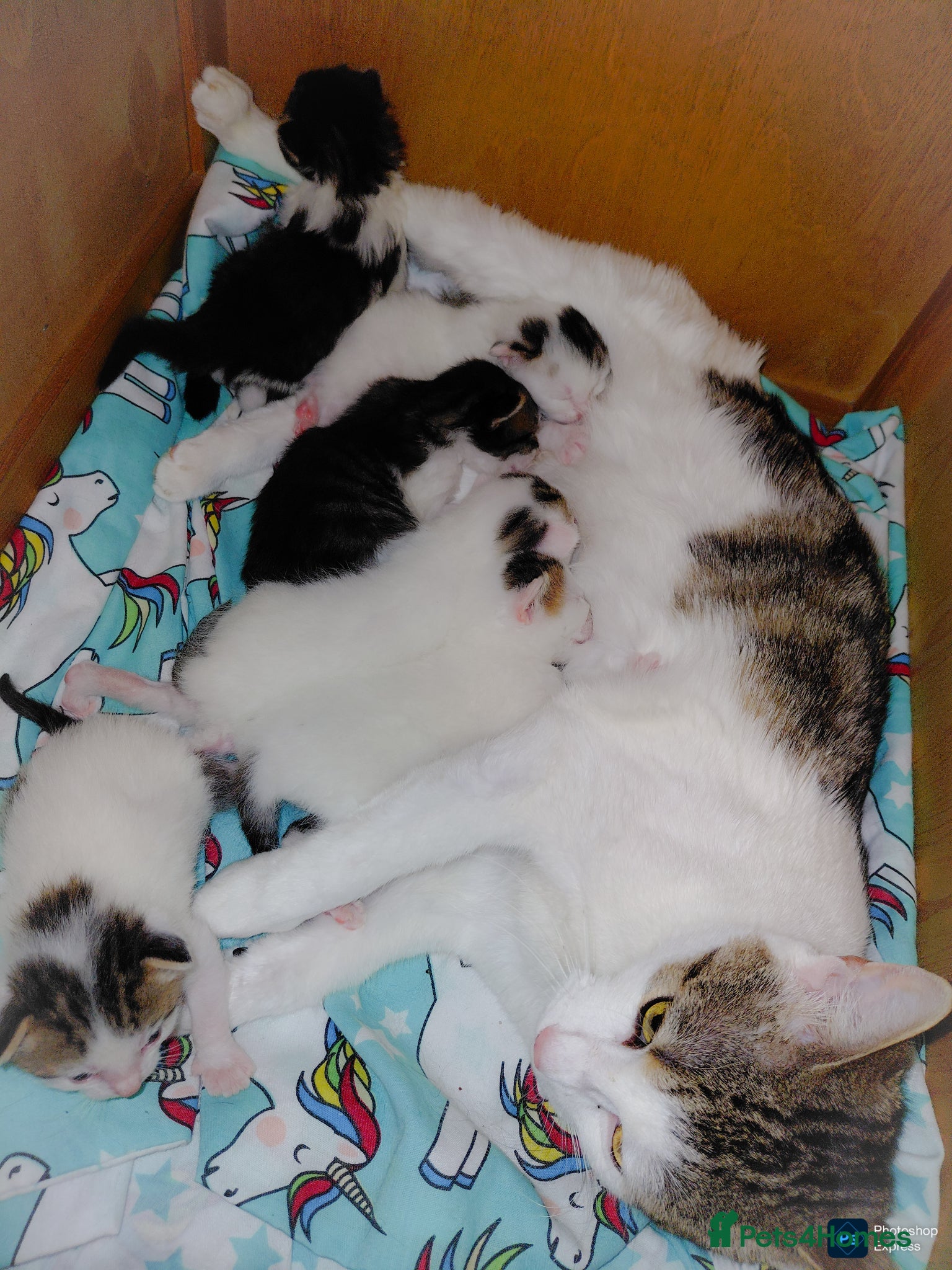 Mixed Breed cats mixed babies for sale  - Advert 4