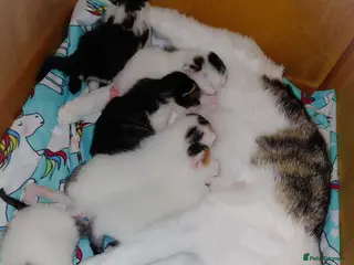 Mixed Breed cats mixed babies for sale - Advert 4