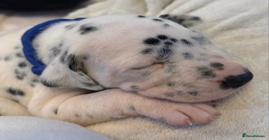 Dalmatian dogs - Advert 2