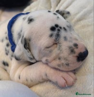 Dalmatian dogs - Advert 2