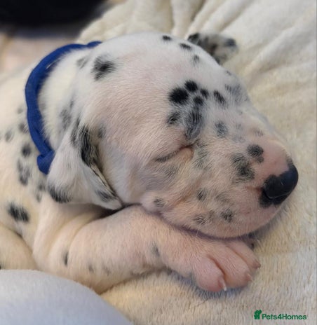 Dalmatian dogs - Advert 2