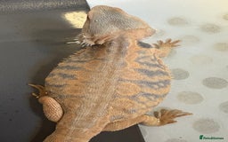 Dragon reptiles for sale: Female Leatherback Bearded Dragon - Image 5
