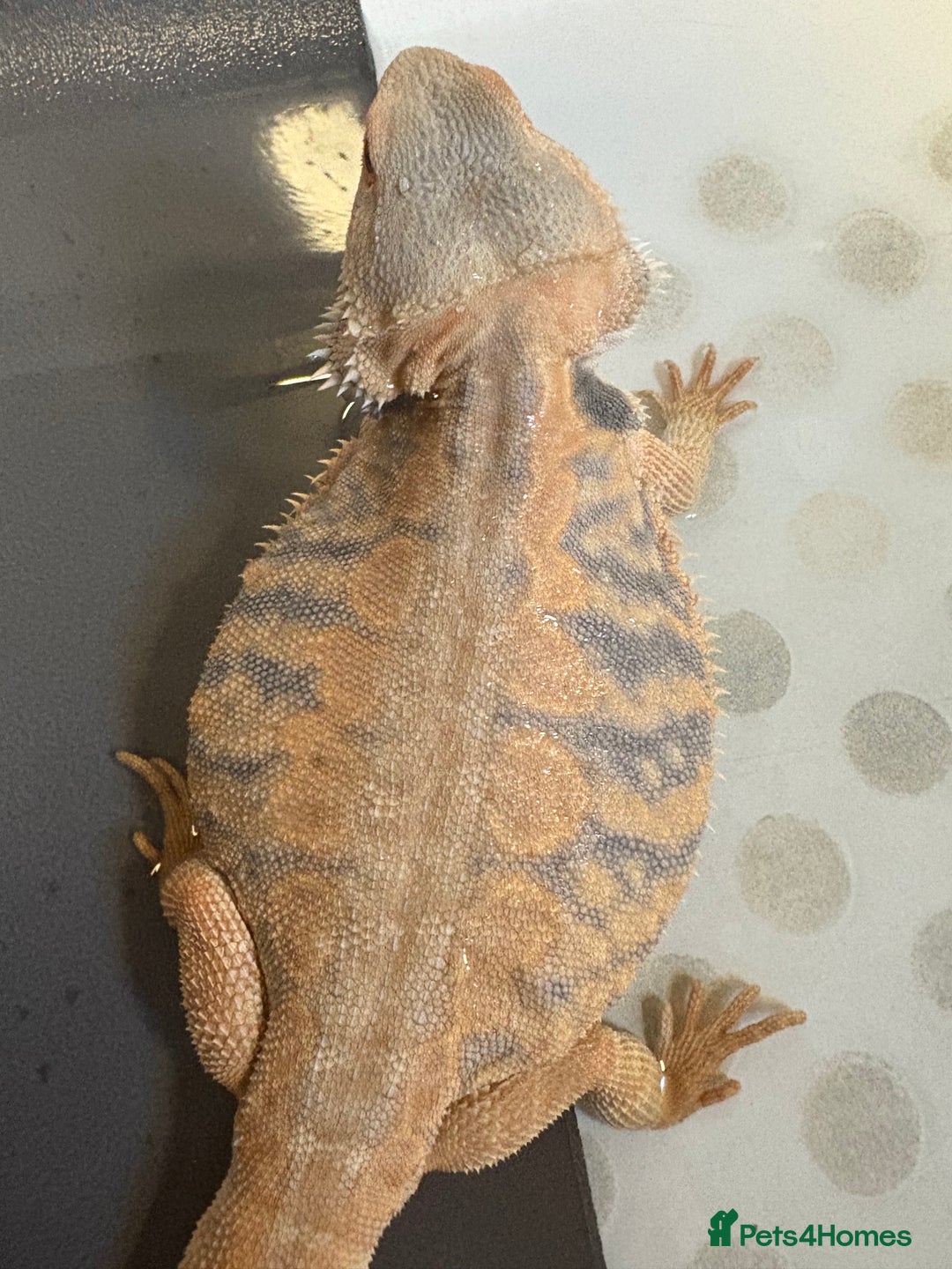 Dragon reptiles for sale: Female Leatherback Bearded Dragon - Image 5