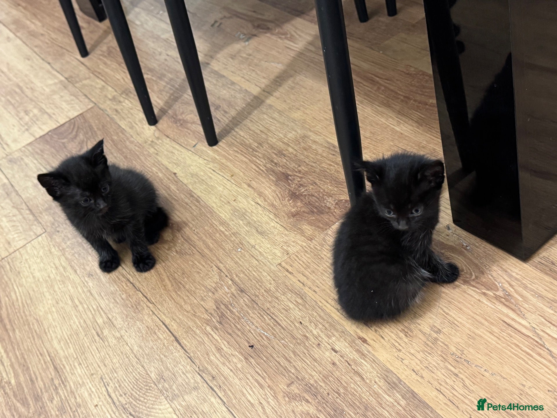 Mixed Breed cats 🐾 4 adorable mixed-breed kittens for sale! 🐾 - Advert 4