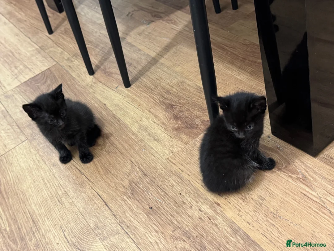 Mixed Breed cats for sale: 🐾 4 adorable mixed-breed kittens for sale! 🐾 in Stoke-on-Trent - Advert 1