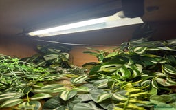 Snake reptiles for sale: Female Western Hognose  - Image 11