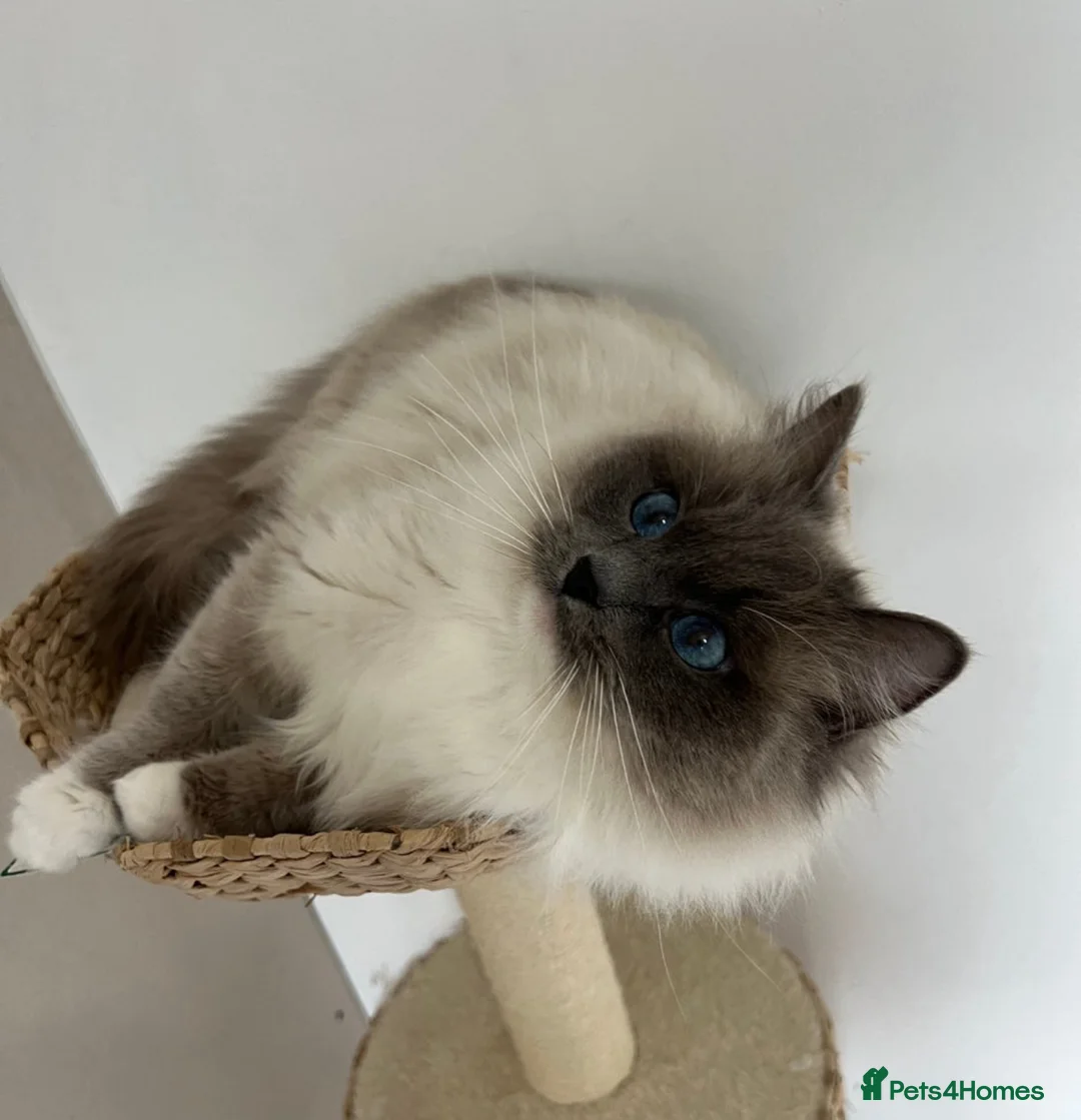 Ragdoll cats for sale: GCCF Ragdoll kittens registered pet Active  - Advert 18