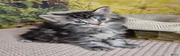 Maine Coon cats for sale: Pure Breed Maine Coon -LAST ONE - Advert 12