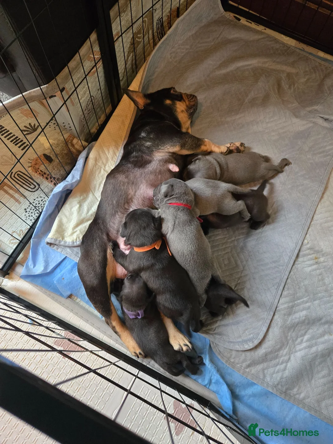 Mixed Breed dogs for sale: French Bulldog x Staffordshire Bull Terrier  - Advert 1