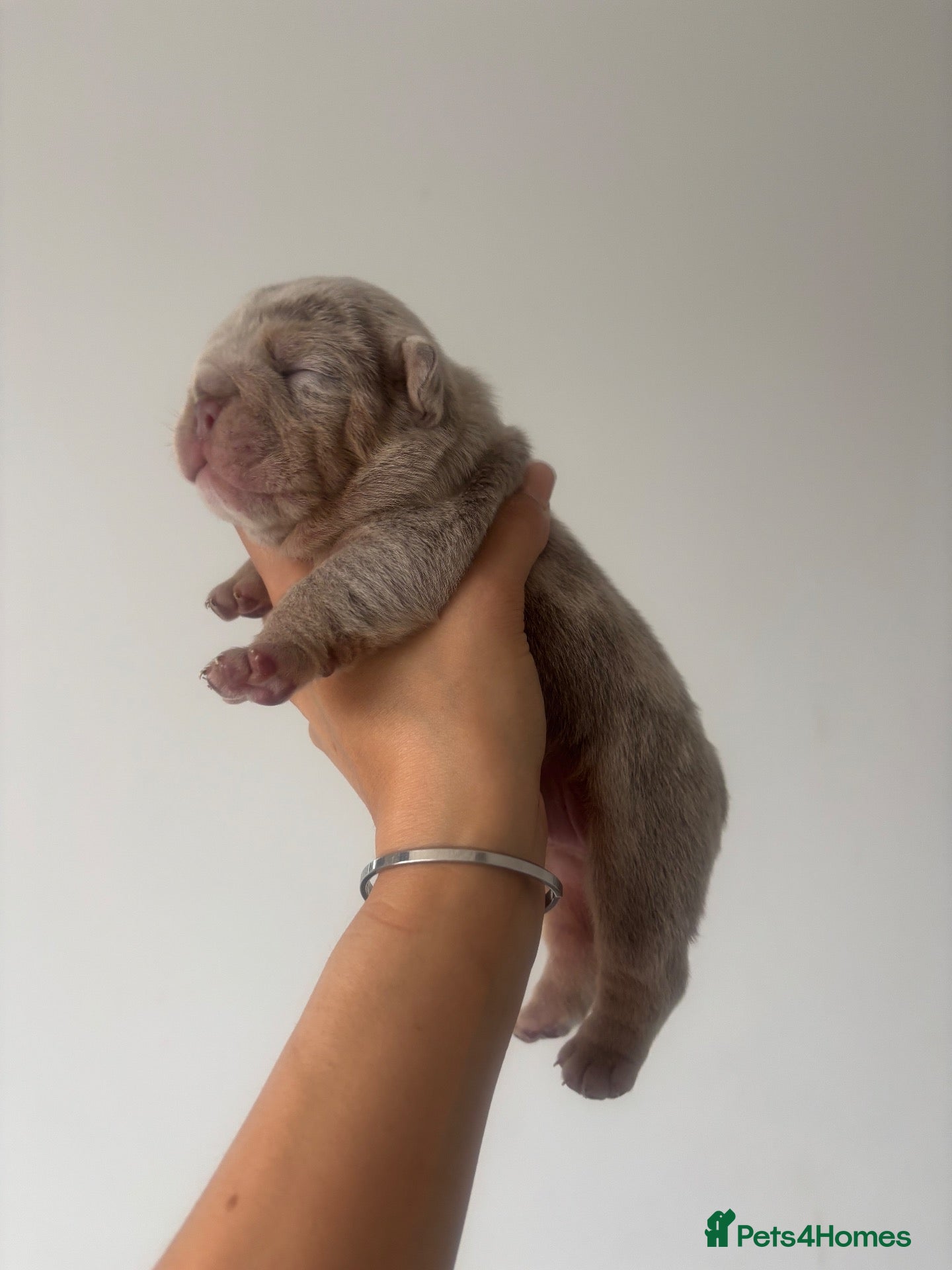 English Bulldog dogs *** QUALITY ENGLISH BULLDOG’s *** - Advert 1
