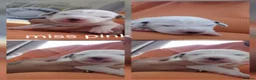 Dalmatian dogs for sale: 7 stunning Dalmatian pups in Reading - Advert 8