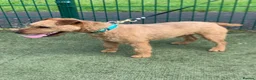 Lakeland Terrier dogs for sale: Lakeland terrier pups  - Advert 2