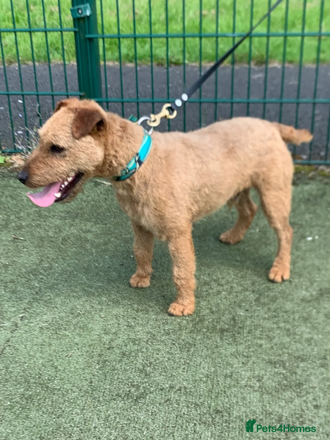 Lakeland Terrier dogs for sale: Lakeland terrier pups  - Advert 2