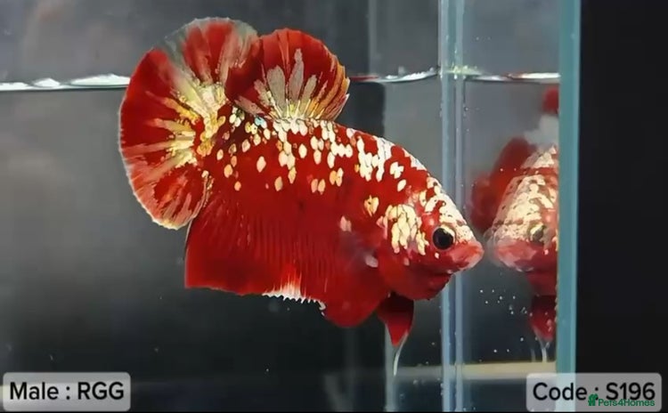 Bettas fish - Advert 1