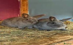 Mixed Breed rabbits for sale: Netherland Dwarf X Mini Lop - Image 2