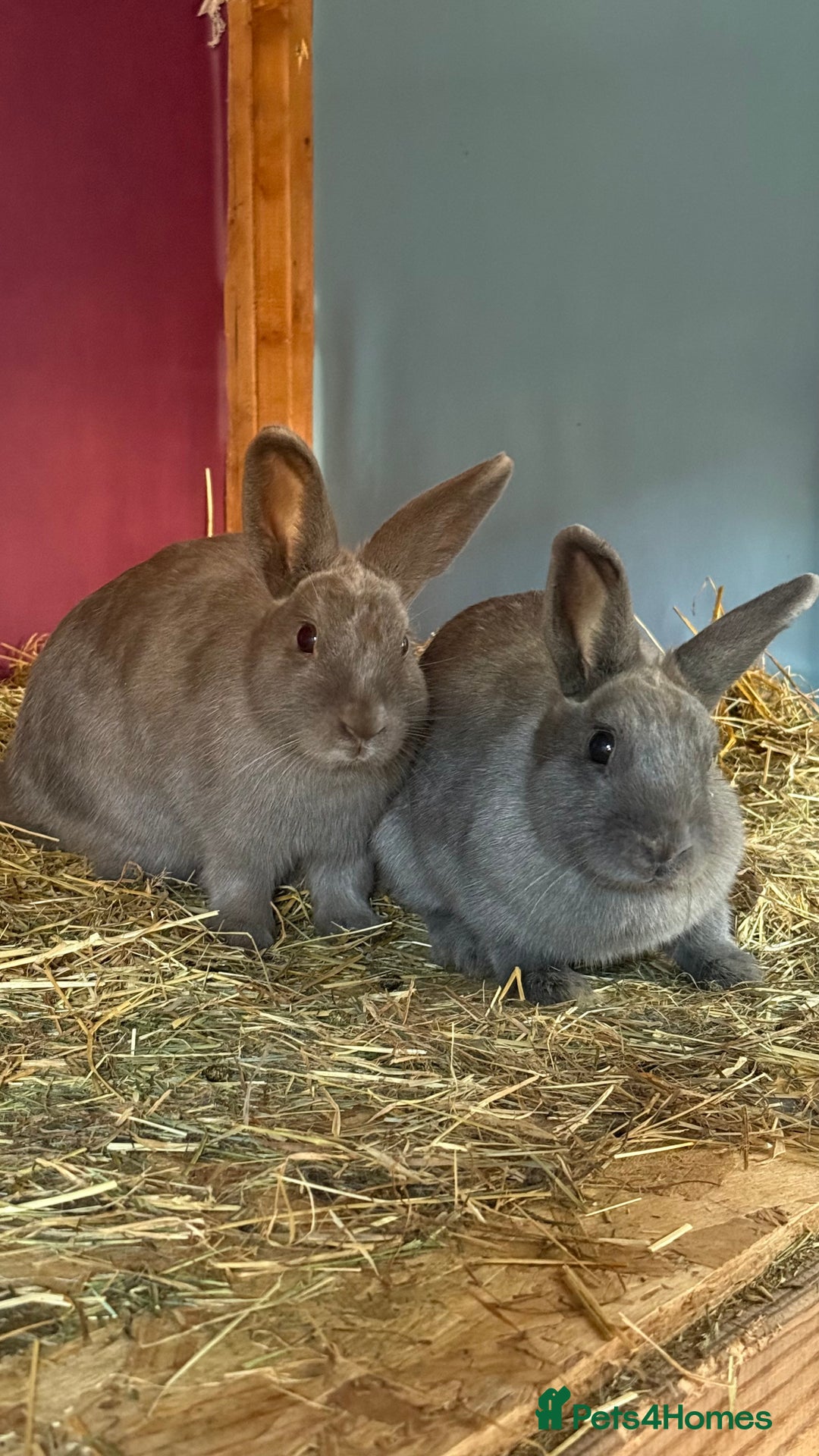 Mixed Breed rabbits for sale: Netherland Dwarf X Mini Lop - Image 2