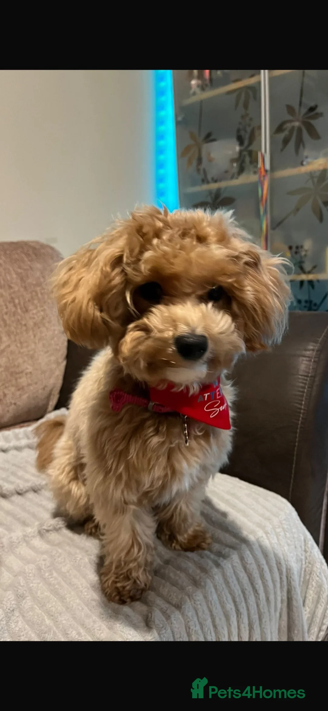 Maltipoo dogs for sale: Maltipoo Puppies  - Advert 1