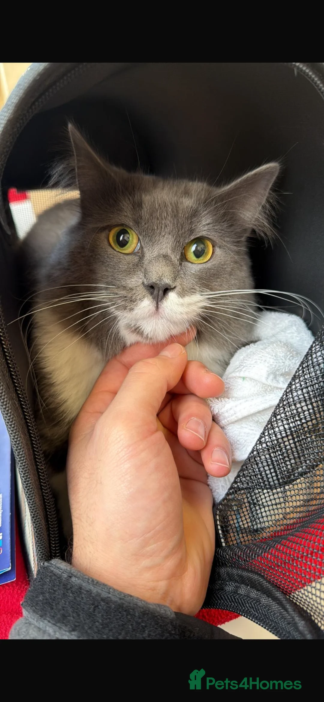 Mixed Breed cats for sale: £20 Neutered Male Cat- Needs Home by Friday - Advert 1