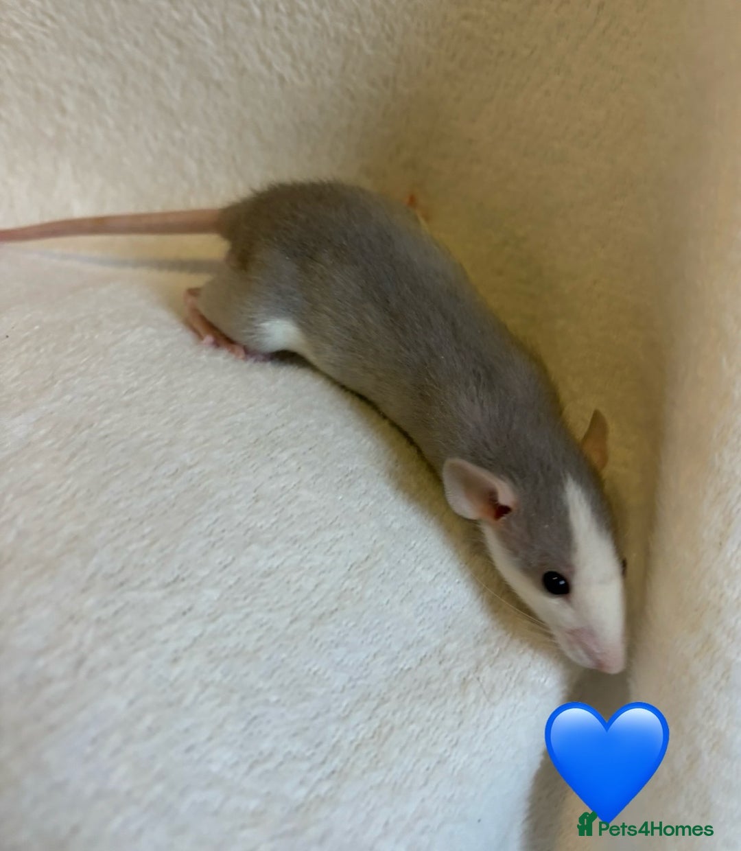 Rat rodents for sale: Baby Dumbo rats for sale - Advert 17