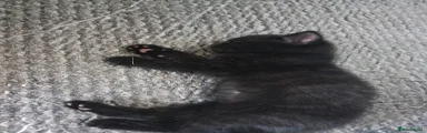 Mixed Breed Kitten 1