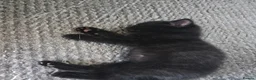 Mixed Breed cats for sale: 4 beautiful kittens ready for new homes  - Advert 4