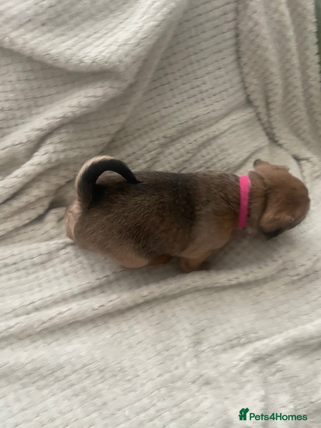 Jug dogs for sale: Jug puppies for sale 4 boys 2 girls 5 weeks old - Advert 21