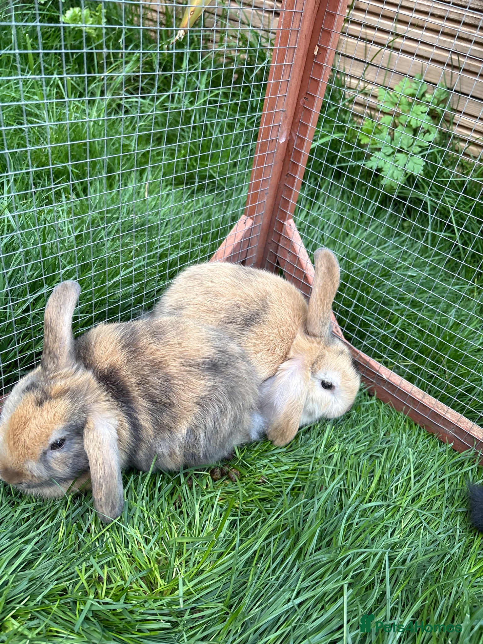 Mini Lop rabbits Mini lop baby rabbits - Advert 1