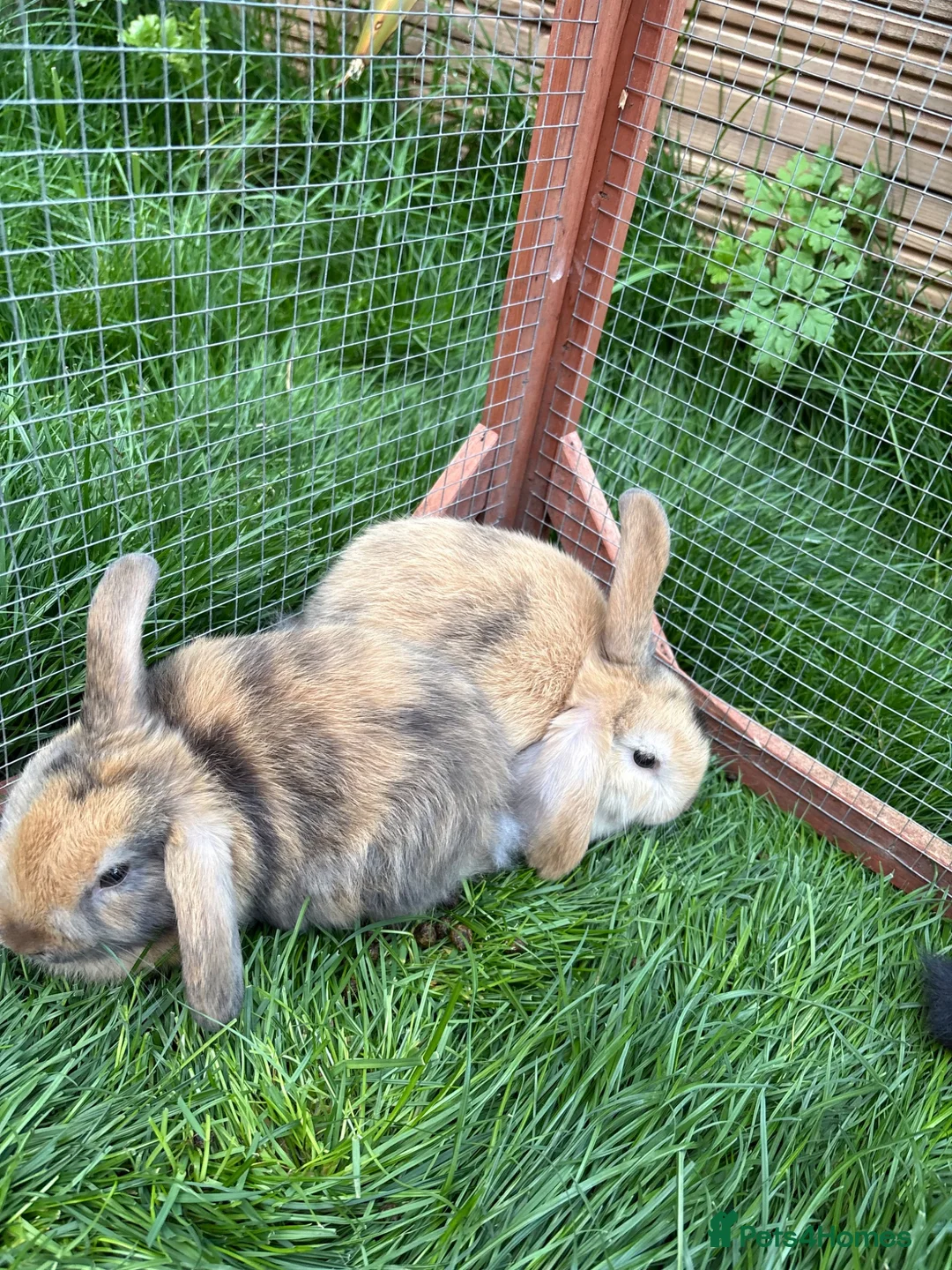 Mini Lop rabbits for sale: Mini lop baby rabbits - Advert 1
