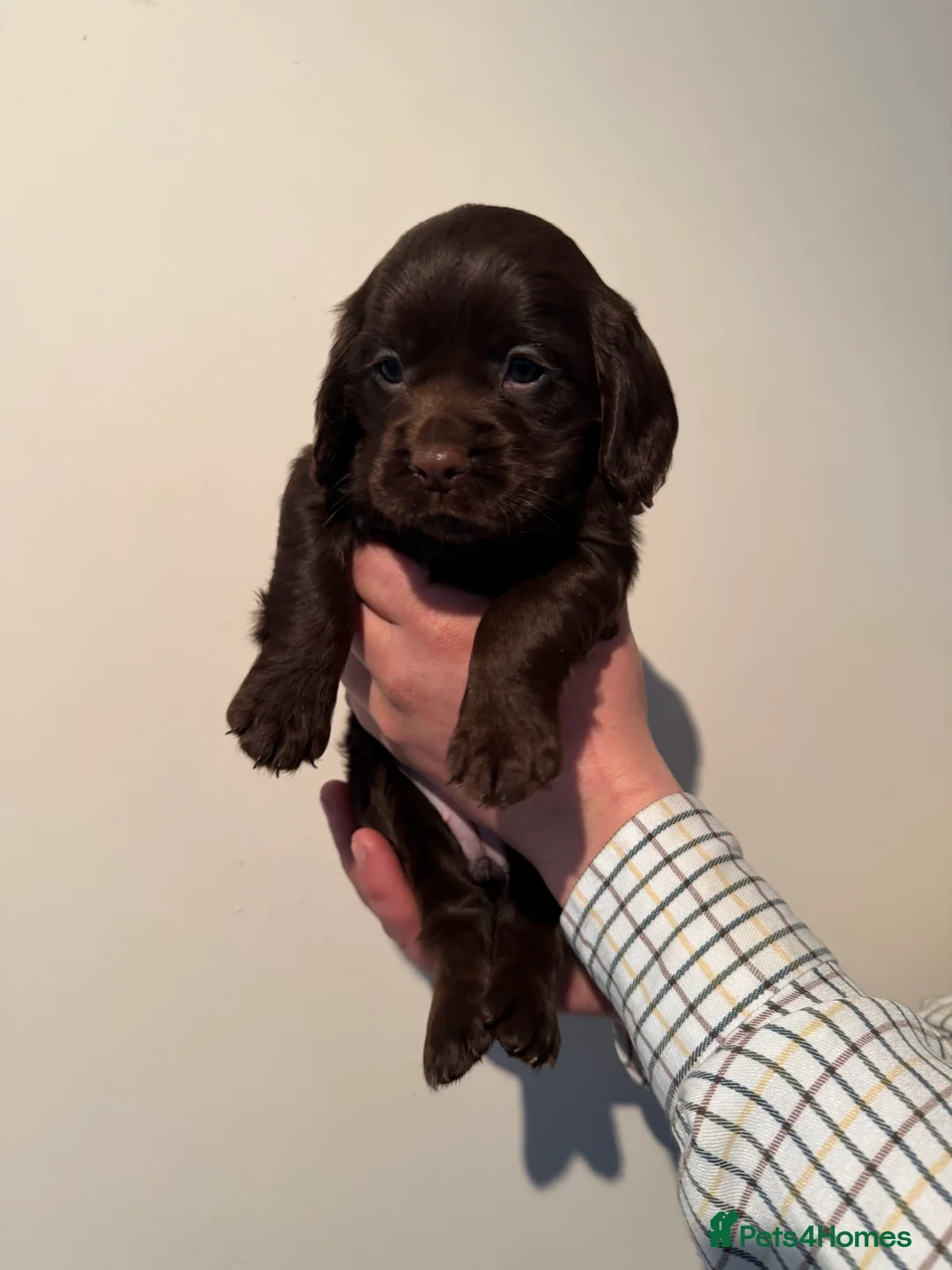 Cocker Spaniel dogs for sale: Working cocker spaniel pups  - Advert 13