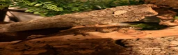 Gecko reptiles for sale: Gargoyle Gecko  - Advert 5