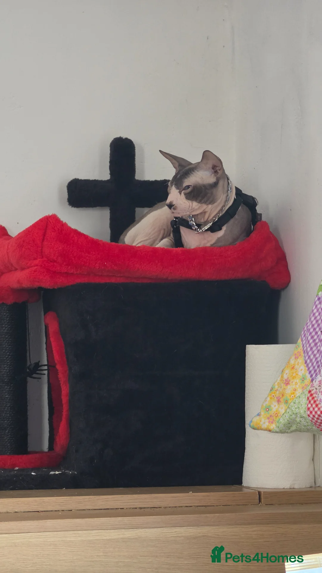 Sphynx cats for sale: Blue eyed sphynx very handsome in Porth - Advert 1