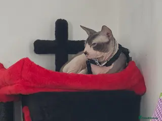 Sphynx cats Blue eyed sphynx very handsome - Advert 1