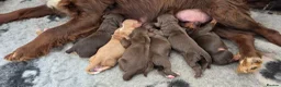 Cocker Spaniel dogs for sale: 7 BEAUTIFUL KC WORKING TYPE COCKER SPANIEL  - Advert 21