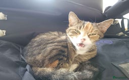 Bengal cats for sale: Bengal Stud & Tortie Queen for sale - Image 8