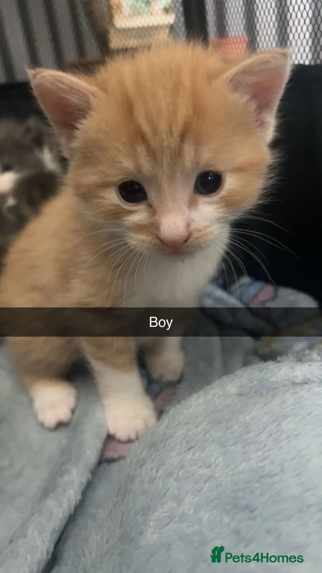 Burmese cats for sale: Kittens  - Advert 6