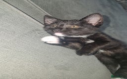Domestic Shorthair cats for sale: 14 week old female kitten - Image 3