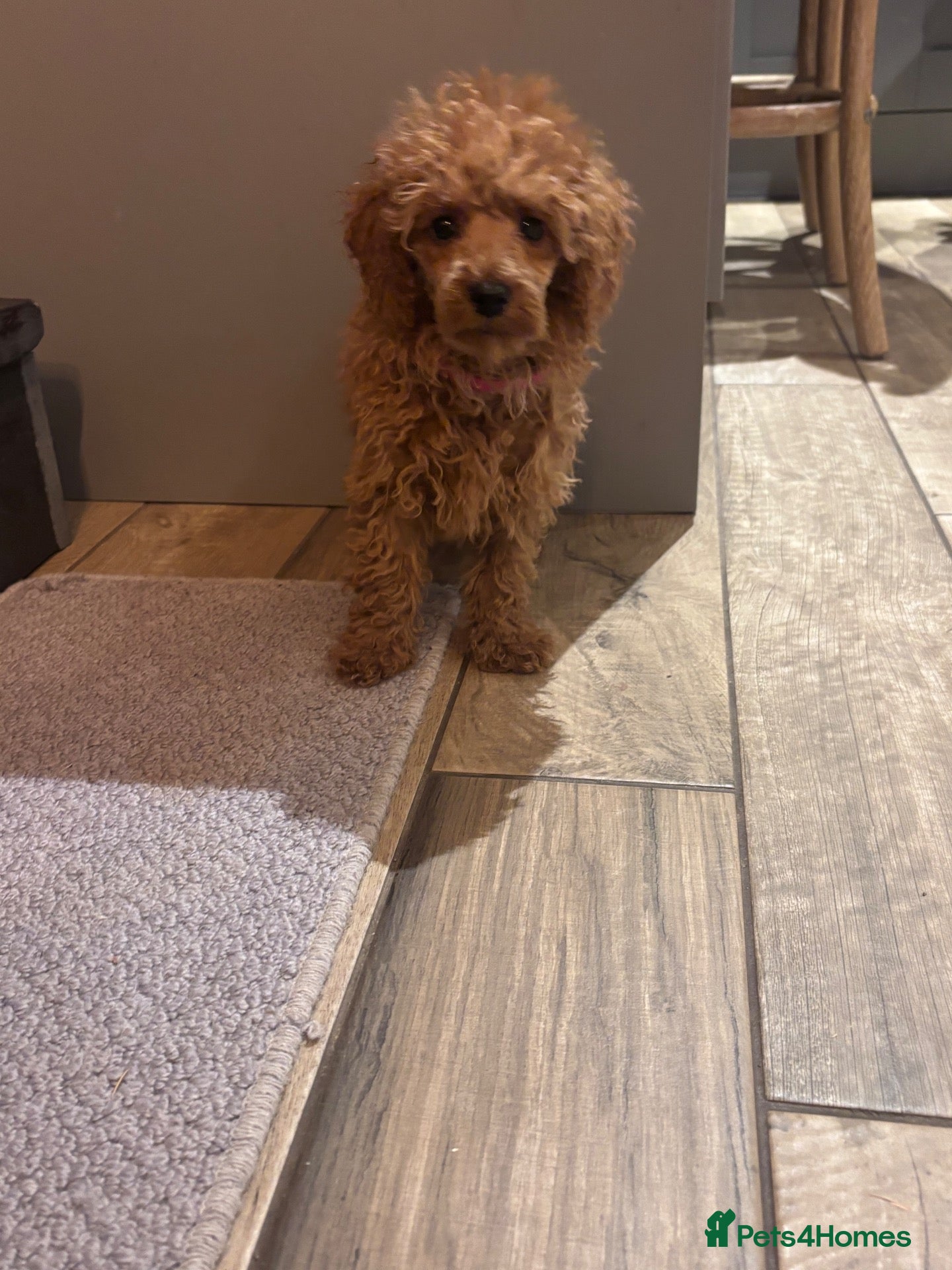 Miniature Poodle dogs for sale: Gorgeous Miniature Poodles - Advert 1