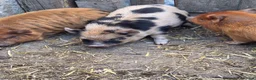 Pig livestock for sale: Kune kune piglets  - Advert 3