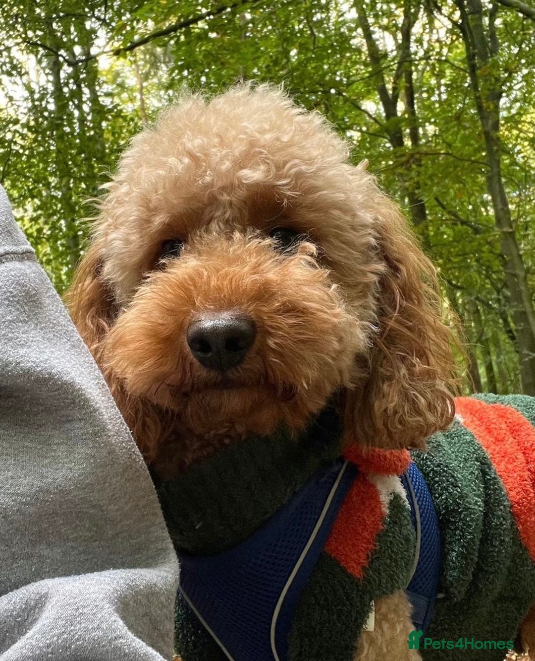 Cockapoo dogs for sale: Beautiful F1B Cockapoo Puppies - Advert 4