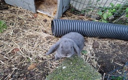 Mini Lop rabbits for sale: Bonded pair of cute friendly young mini lop boys - Image 5