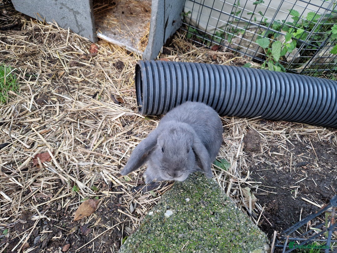 Mini Lop rabbits for sale: Bonded pair of cute friendly young mini lop boys - Image 5