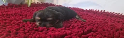 Yorkshire Terrier dogs for sale: Yorkshire Terrier Puppies 3 Girls & 1 Boy in Bolton - Advert 17