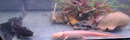 Axolotl reptiles for sale: Baby axolotls - Advert 25