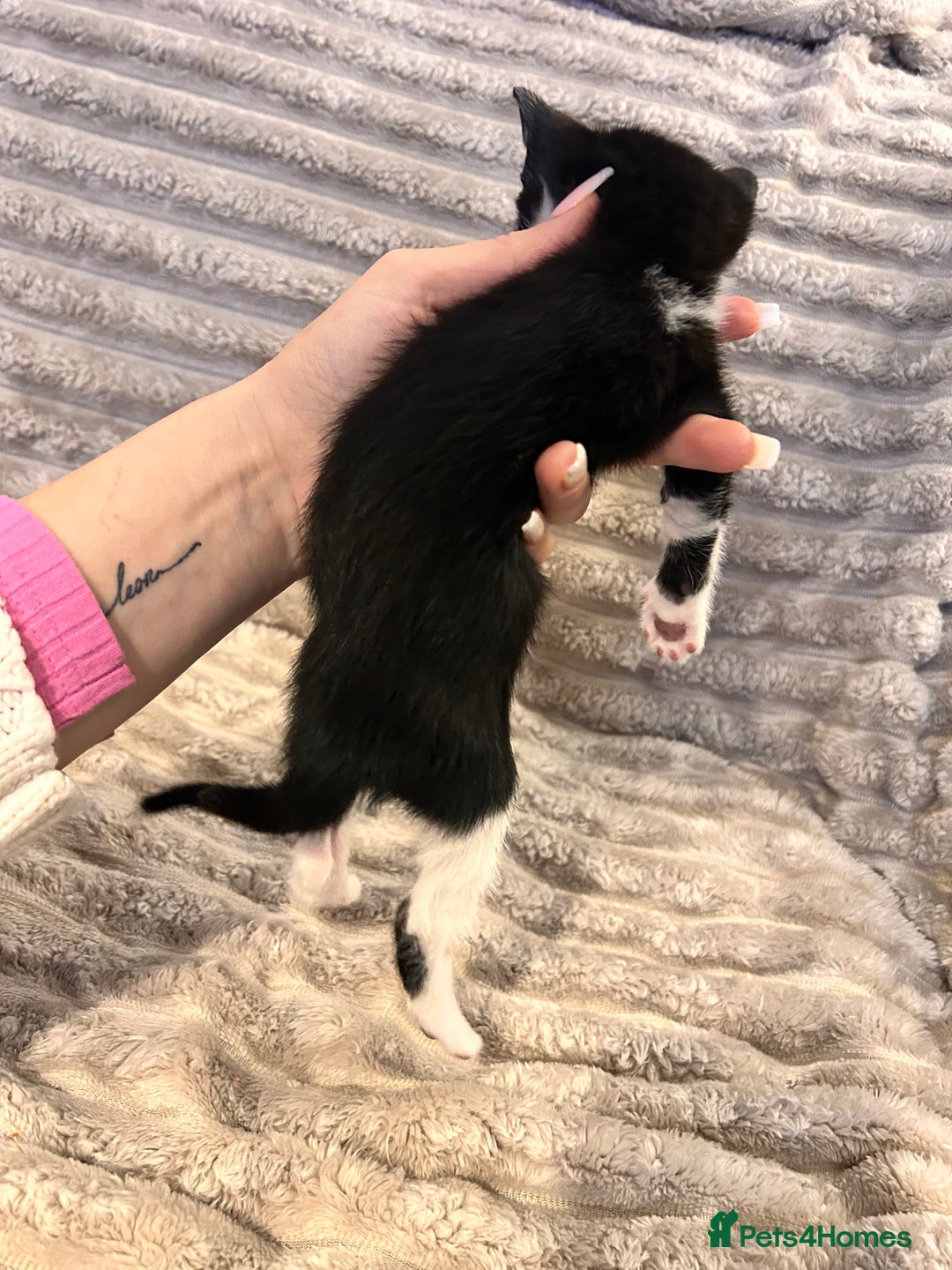 Mixed Breed cats for sale: 3 kittens for sale  - Advert 8