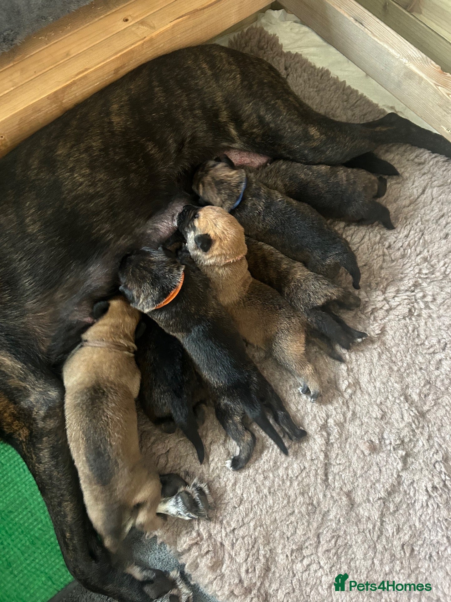 Mixed Breed dogs Belgian Malinois/dutch herder/german shepherd pups - Advert 2