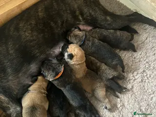 Mixed Breed dogs Belgian Malinois/dutch herder/german shepherd pups - Advert 2