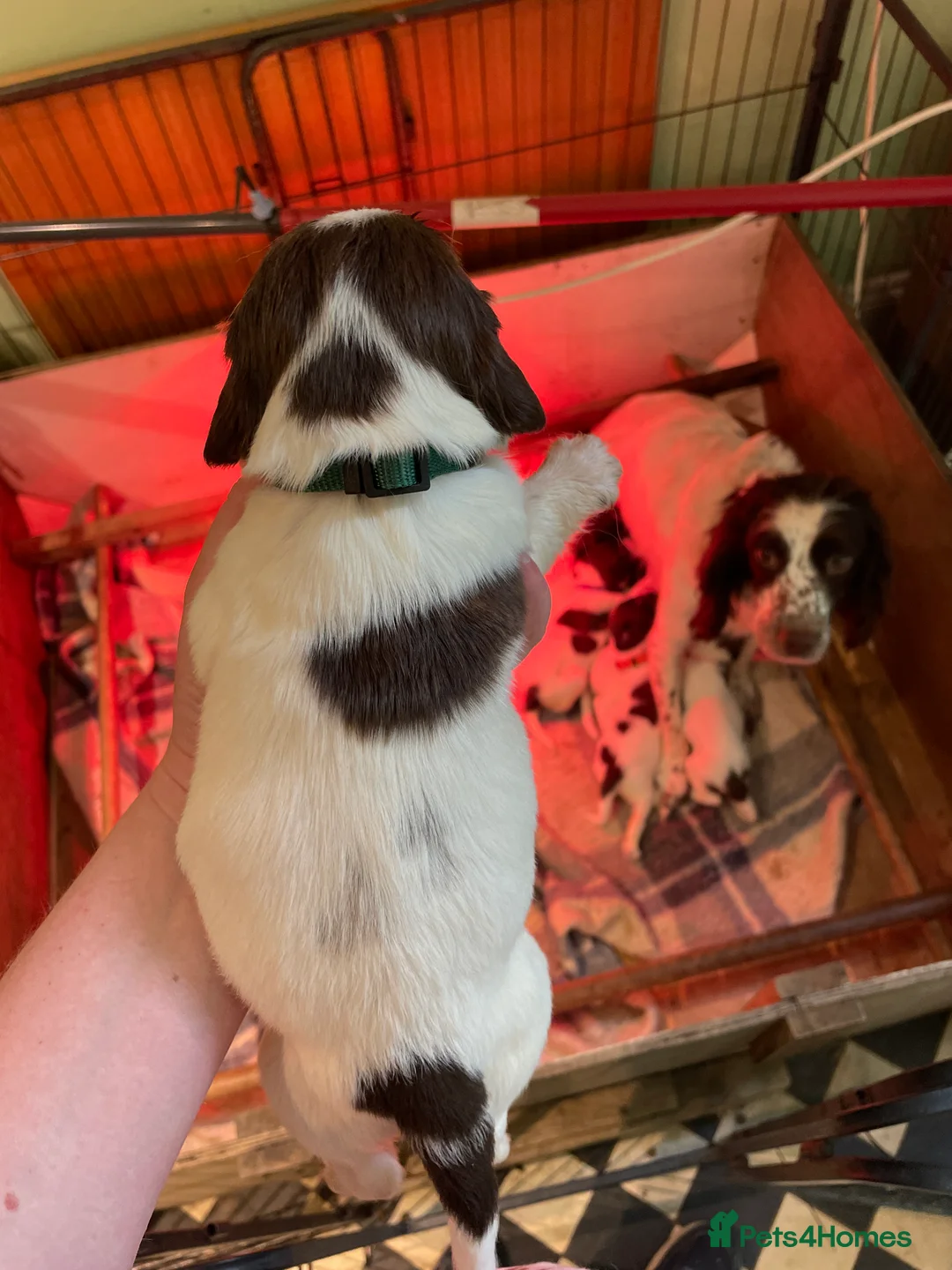 English Springer Spaniel dogs for sale: ✨ KC English Springer Spaniel Puppies ✨ - Advert 41