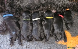 Miniature Schnauzer dogs for sale: Miniature Schnauzer puppies - Image 13